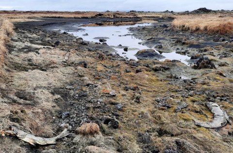 Vatnalíf hefur orðið illa úti vegna vatnsþurrðarinnar, hafa þörungar, smádýr og fiskar drepist á öll…