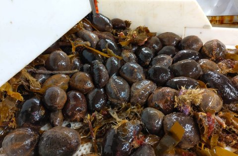 Sæbjúgu úr togi fyrir austan land