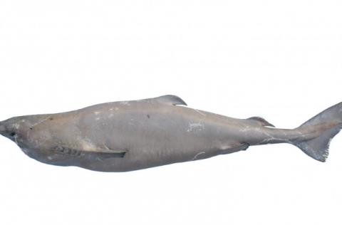 Ljósm. Jónbjörn Pálsson.