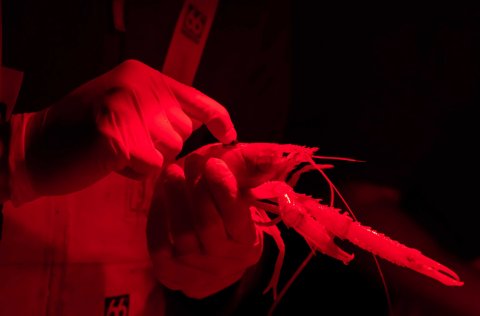 Hljóðmerki fest á humar. Mynd: Svanhildur Egilsdóttir