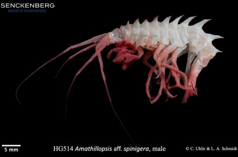 Ný grein sýnir fram á pólhverfa útbreiðslu marflóstegundarinnar Amathillopsis spinigera