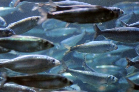 Mynd: Havforskingsinstituttet (norska hafrannsóknastofnunin)