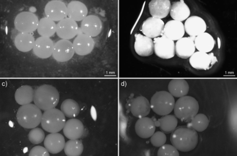 Hlýraegg á vitellogenesis stigi a) fersk og b) eftir um 10 ár í formalíni, og á cortical alveolus st…