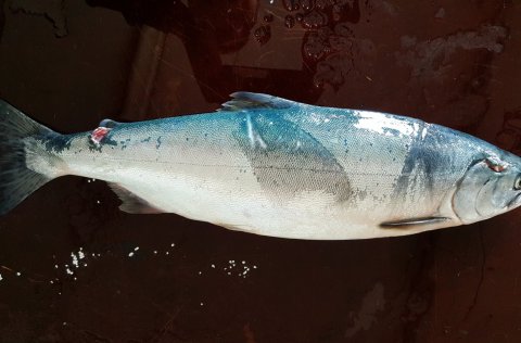 Fyrsti hnúðlax sumarsins var veiddur í Ölfusá fyrir landi Hrauns í Ölfusi.