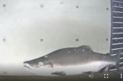 Hnúðlax gengur um teljara. (Mynd: Hafrannsóknastofnun)