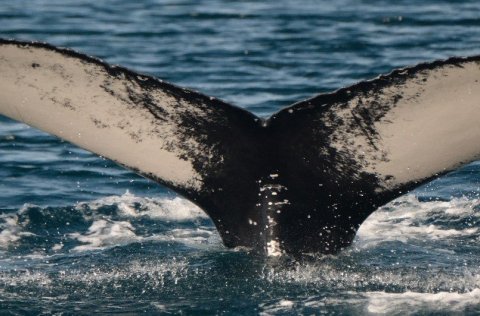 Hnúfubakurinn ISMN1625 sem hefur gert sig heimakominn í Hafnarfjarðarhöfn undanfarna daga. Hvalurinn…