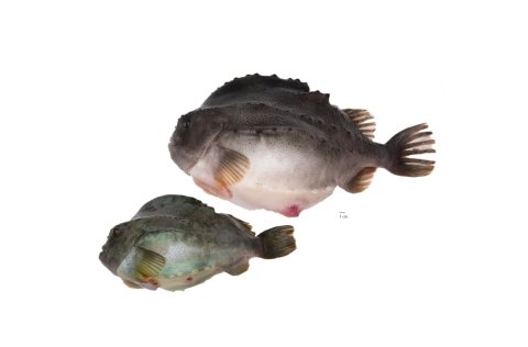 Mynd: Svanhildur Egilsdóttir