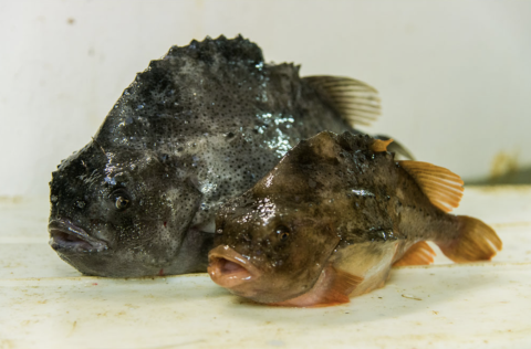 Mynd. Hafrannsóknastofnun