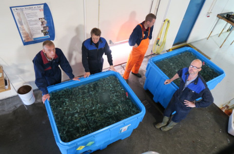 Hrognkelsin undirbúin undir flutning