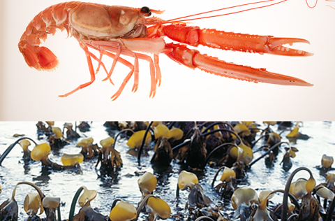 Samsett mynd. Humarmyndin var tekin af Svanhildi Egilsdóttir, stórþarmyndin af Karli Gunnarssyni. Bæ&hellip;