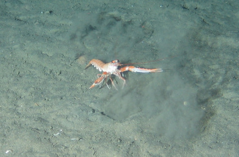 Áhyggjur af gangi humarveiða