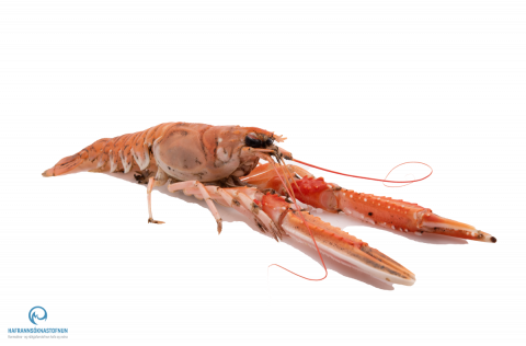 Ráðgjöf um veiðar á humri