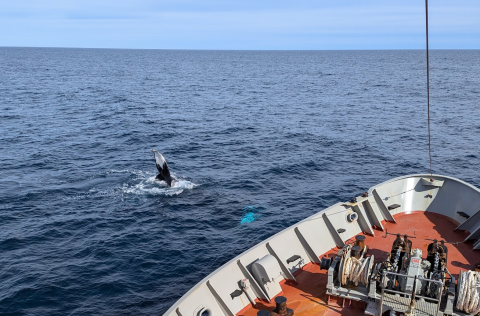 Hnúfubakur í augsýn! Mynd tekin af Guðjóni Má Sigurðssyni í hvalatalningu um borð í Bjarna Sæmundssy…