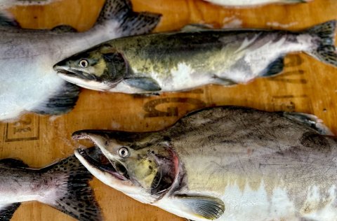 Hnúðlax hrygnir fyrr en aðrir laxfiskar og drepst því næst