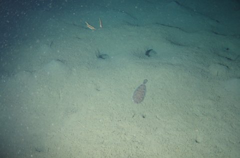 Humarholur á hafsbotni