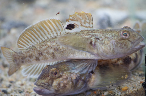 Hlutverk svipgerða við innrás ágengra fisktegunda