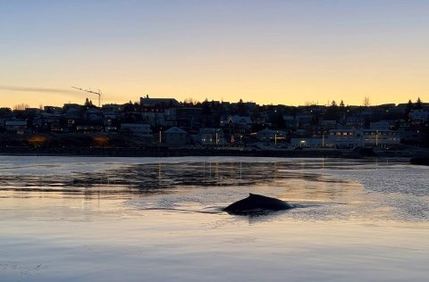 Hnúfubakur í Hafnarfjarðarhöfn. 
Mynd: Svandís Eva Aradóttir.