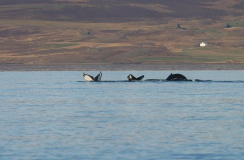 Um afrán hvala við Ísland og áhrif þeirra á afrakstur annarra nytjastofna
