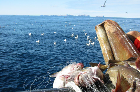 Útboð vegna netaralls 2018