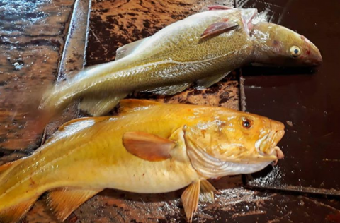 Þorskur. Mynd tekin af Instagram Hafrannsóknastofnunar