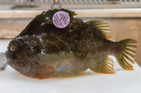 Vísindin efla alla dáð og krefjast stundum merkinga sem þessarar.