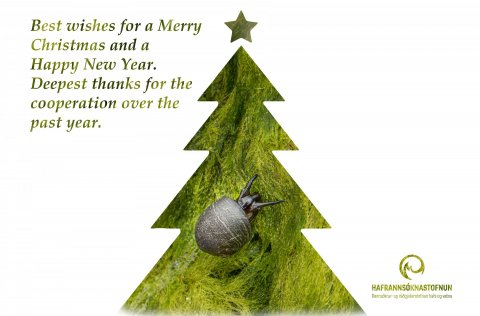 This is flat periwinkle (Littorina obtusata) on 
green algae ( Acrosiphonia arcta).