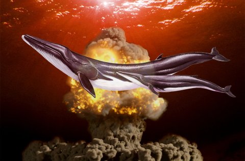 Kjarnorkusprengjur eru sjaldnast taldar af hinu góða en þó má nota þær til að aldurgreina skíðishval…