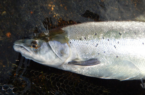 Áhættumat vegna erfðablöndunar