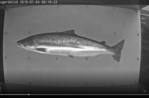 Villtur lax á leið upp í Laugardalsá. Þetta er ekki eldislax að villast.