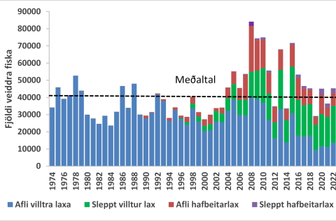 1. mynd. Stangveiði á laxi í íslenskum ám frá 1974 - 2022. Veiðinni er skipt í landaðan afla og veit…
