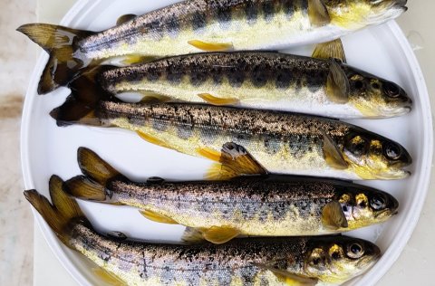 Ljósm. Guðni Guðbergsson