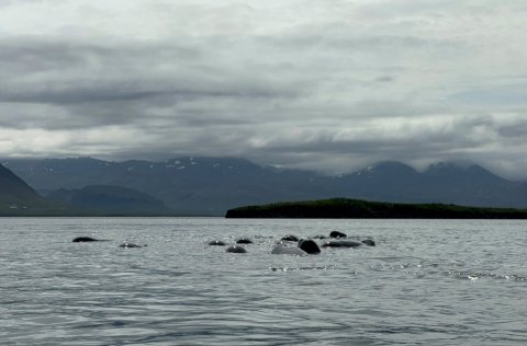 Mynd og myndband: Svanhildur Egilsdóttir.