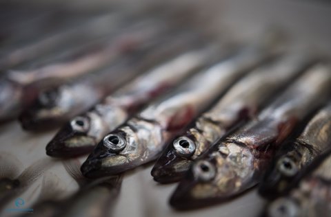 Niðurstöður mælinga á stærð loðnustofnsins í september 2018