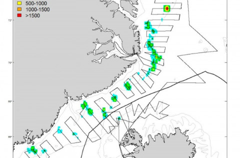 Leiðangurslínur rs. Bjarna Sæmundssonar og Árna Friðrikssonar ásamt dreifingu loðnu
