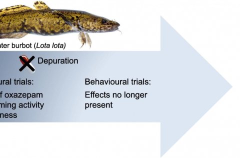 Hafa þunglyndislyf áhrif á atferli fiska?