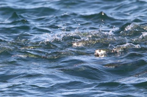 Niðurstöður makrílleiðangurs liggja fyrir