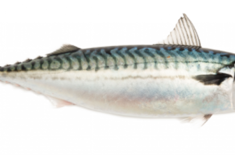 Makríll. Ljósm. Svanhildur Egilsdóttir