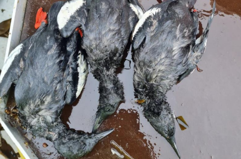 Teista er algengur fugl í meðafla á grásleppuveiðum.