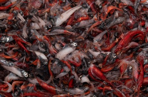 Mynd: Svanhildur Egilsdóttir.