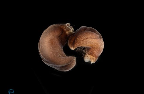 Nýr landnemi, tveir einstaklinga af tegundinni Melanochlamys diomedea.
Ljósm. Svanhildur Egilsdótti…