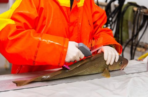 Merkingar á þorski hafnar á ný