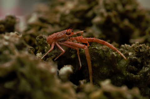 Á málstofu Hafrannsóknastofnunar þann 18. maí flytur Steinunn Hilma Ólafsdóttir sérfræðingur á Hafra…