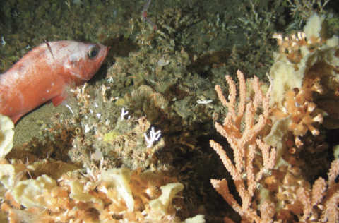 Út er komin viðamikil skýrsla um kortlagningu búsvæða. HV 2020-31