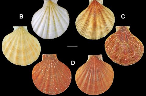 Pectinidae