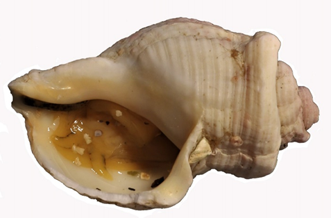 Stöðvarkóngur (Buccinum superangulare).