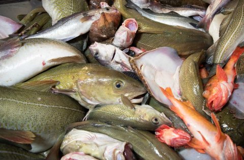 Ýmsar tegundir botnfiska. 
Mynd: Svanhildur Egilsdóttir