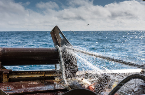Helstu niðurstöður stofnmælingar hygningarþorsks með þorskanetum kynntar í nýrri skýrslu