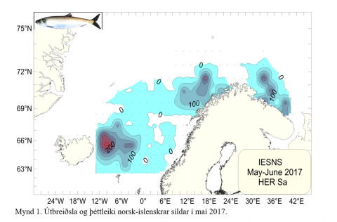 Lækkun á vísitölum norsk-íslenskrar síldar