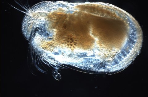 Mynd af skelkrabba. Skelkrabbar (fræðiheiti: Ostracoda) eru flokkur krabbadýra sem inniheldur samtal…