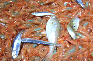 Ljósm. Haraldur Einarsson